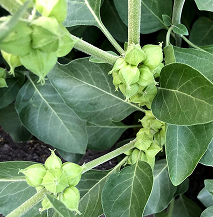 Amla (Indian Gooseberry)