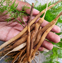 Haritaki (Terminalia Chebula)