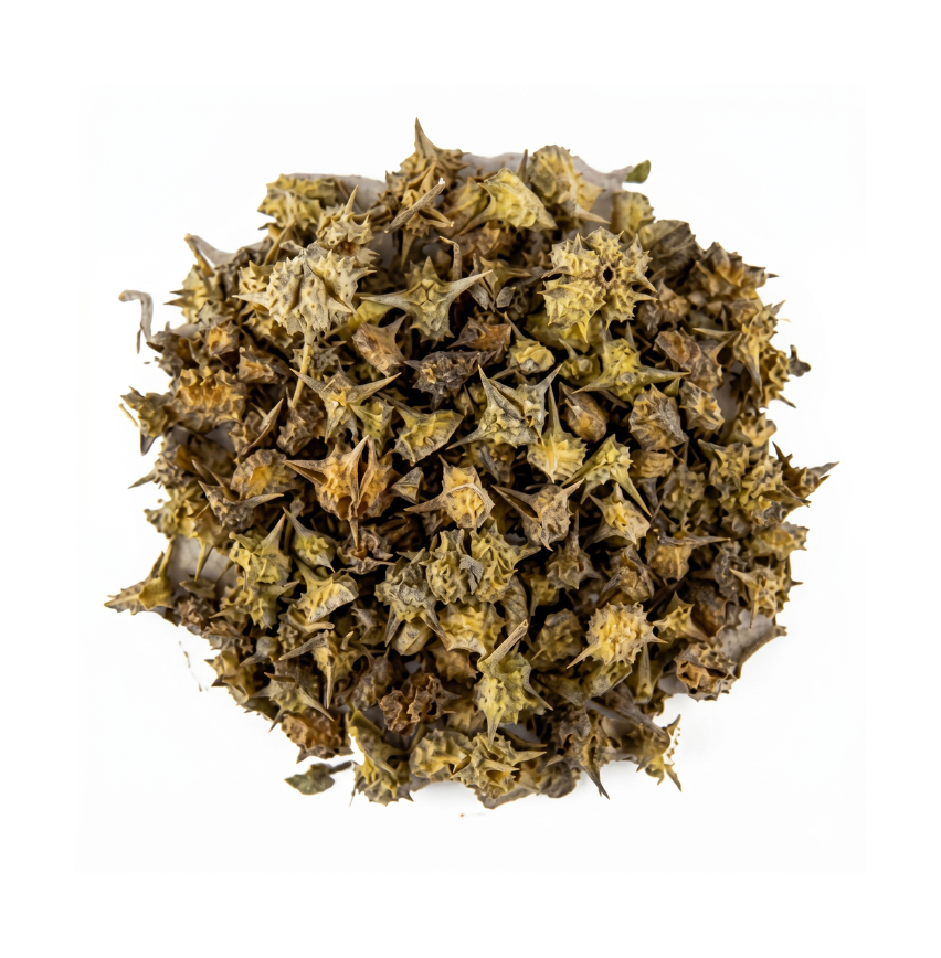 Tribulus terrestris