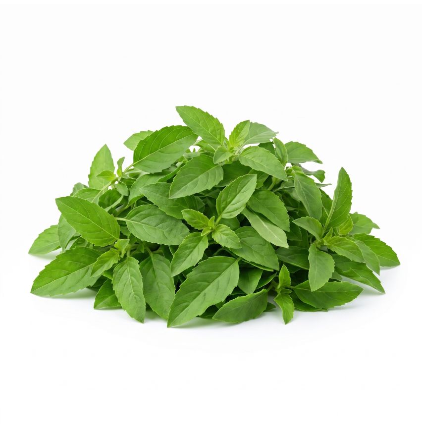 Holy basil